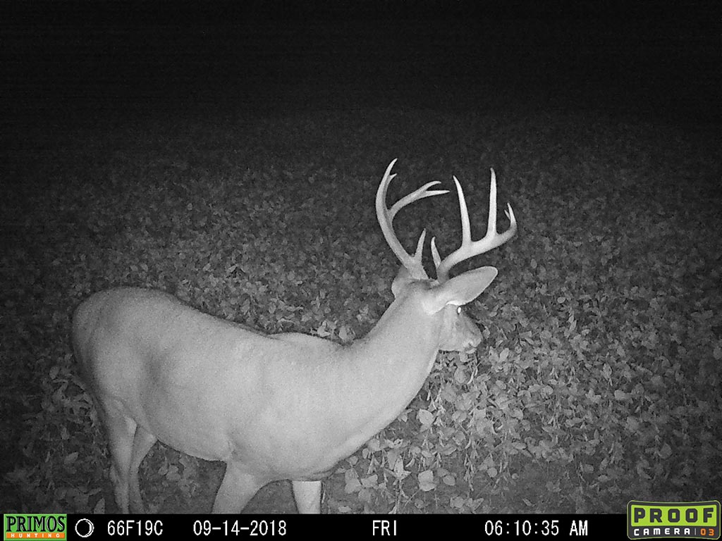 deer on trail cam
