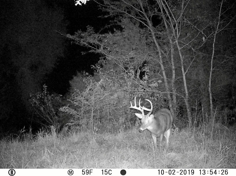 deer on trail cam